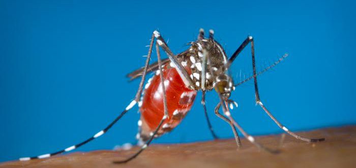 Bild på myggarten Aedes aegypti sprider sjukdomar som denguefeber och zika.