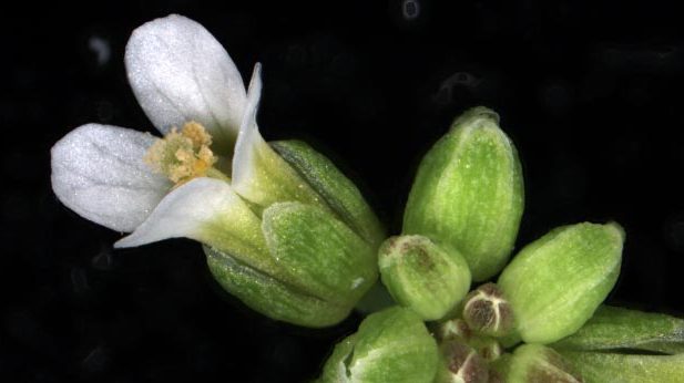 Backtrav, Arabidopsis thaliana, modellväxt