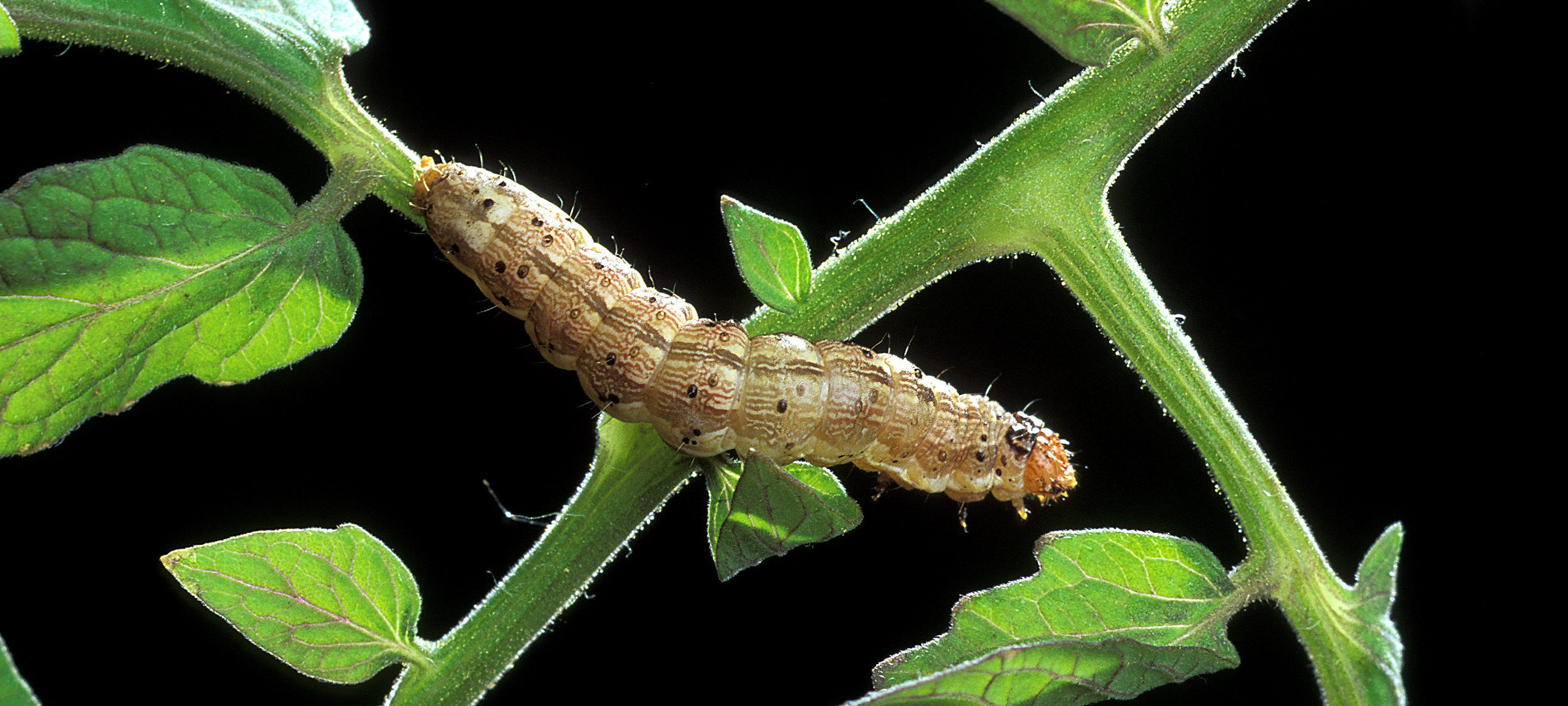 Bild på larv av bomullsmal, Pectinophora gossypiella.