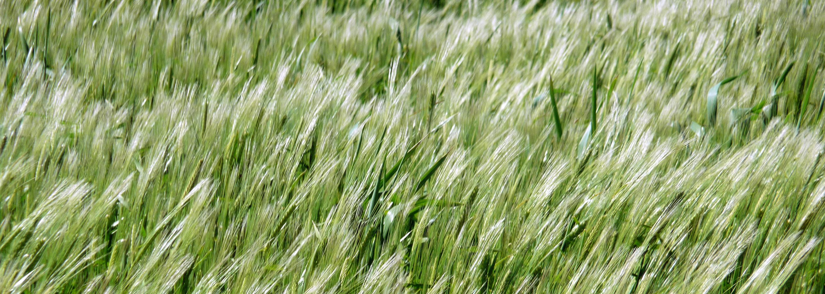 Bild på kornfält.