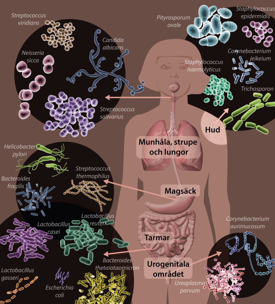 Bild med exempel på mikroorganismer i och på människokroppen.