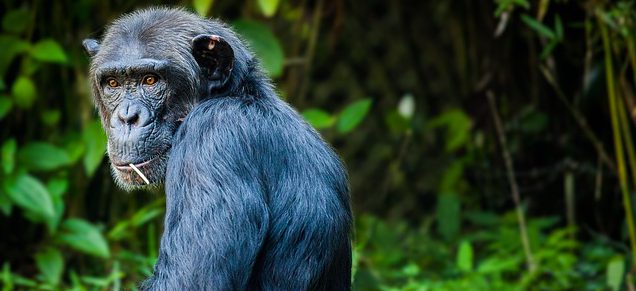 Bild på schimpans, Pan troglodytes.