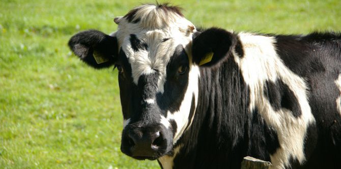 Bild på ko i hage.