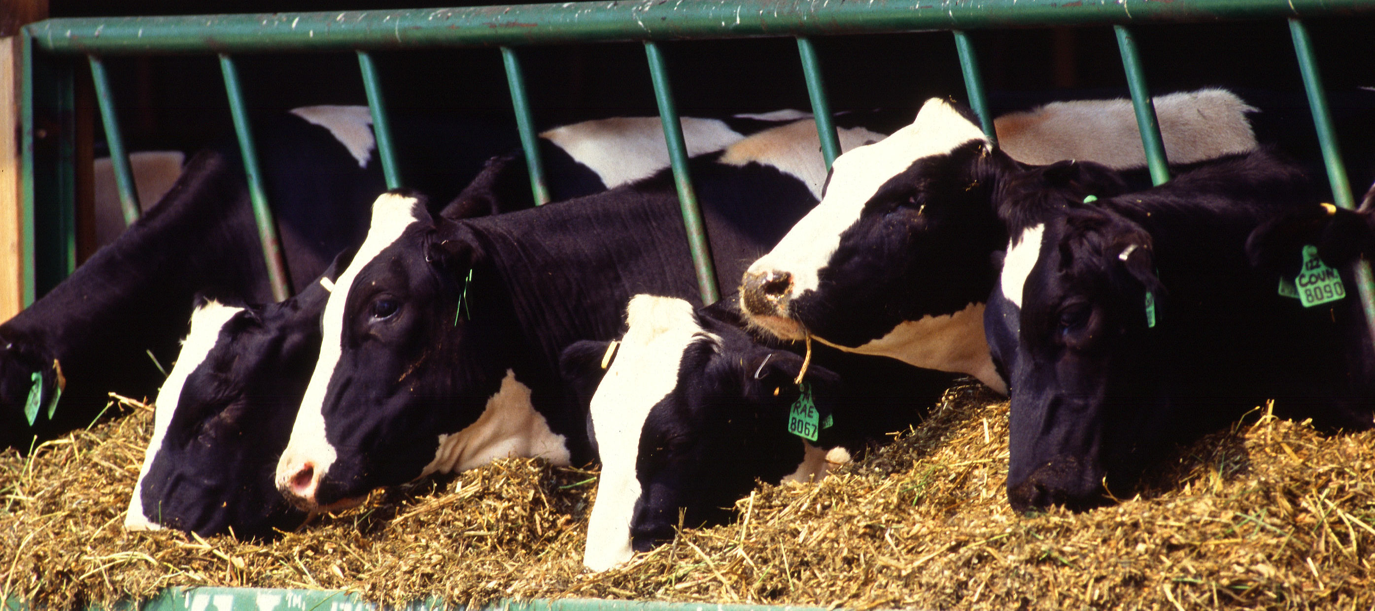 Bild på Holsteinkor.