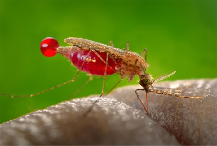 Bild på malariamyggan Anopheles gambiae.