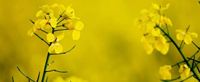 Bild på rapsblommor