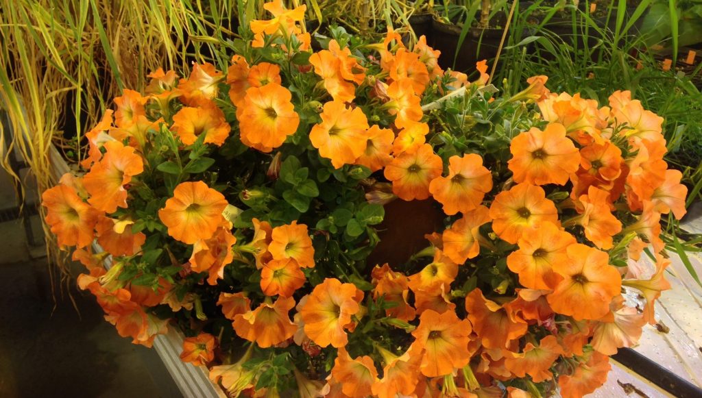 Orangefärgade genetiskt modifierad petunia.