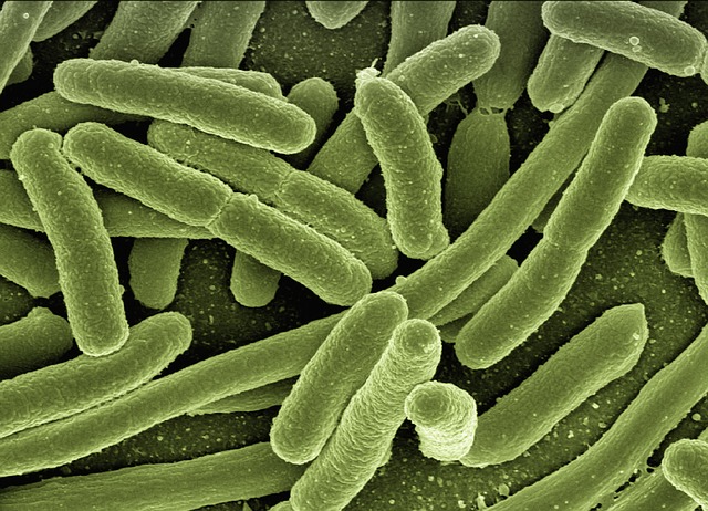 Escherichia coli bakterier. 