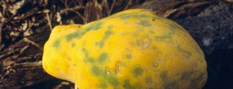 Papayafrukt angripen av papaya ringspot virus