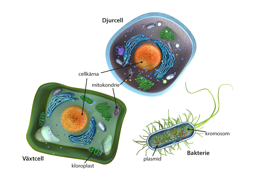 Illustration en växtcell och en djurcell som båda är eukaryota celler, och en bakterie som består av en enda prokaryot cell. 