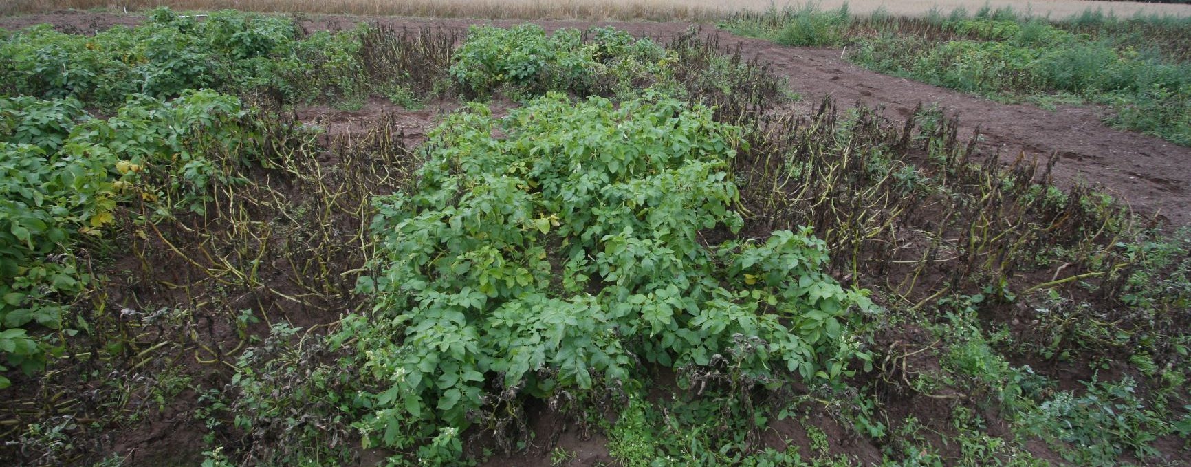 Bild på fältförsök med den genetiskt modifierade potatisen Fortuna och kontrollplantor. Foto: Kristofer Vamling.