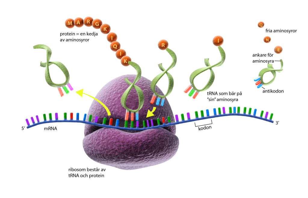 Illustration av hur ribosomer tillverkar proteiner med mRNA som mall. 