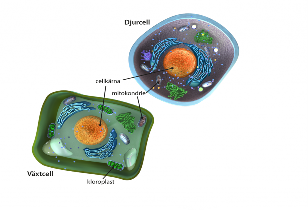en växtcell och en djurcell där organellerna cellkärna, mitokondrie och kloroplast är utpekade. 