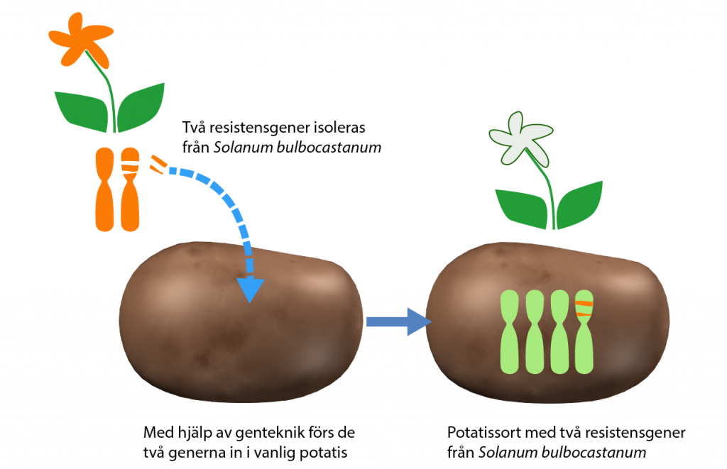 Potatis modifieras med två resistensgener från en vild släkting.