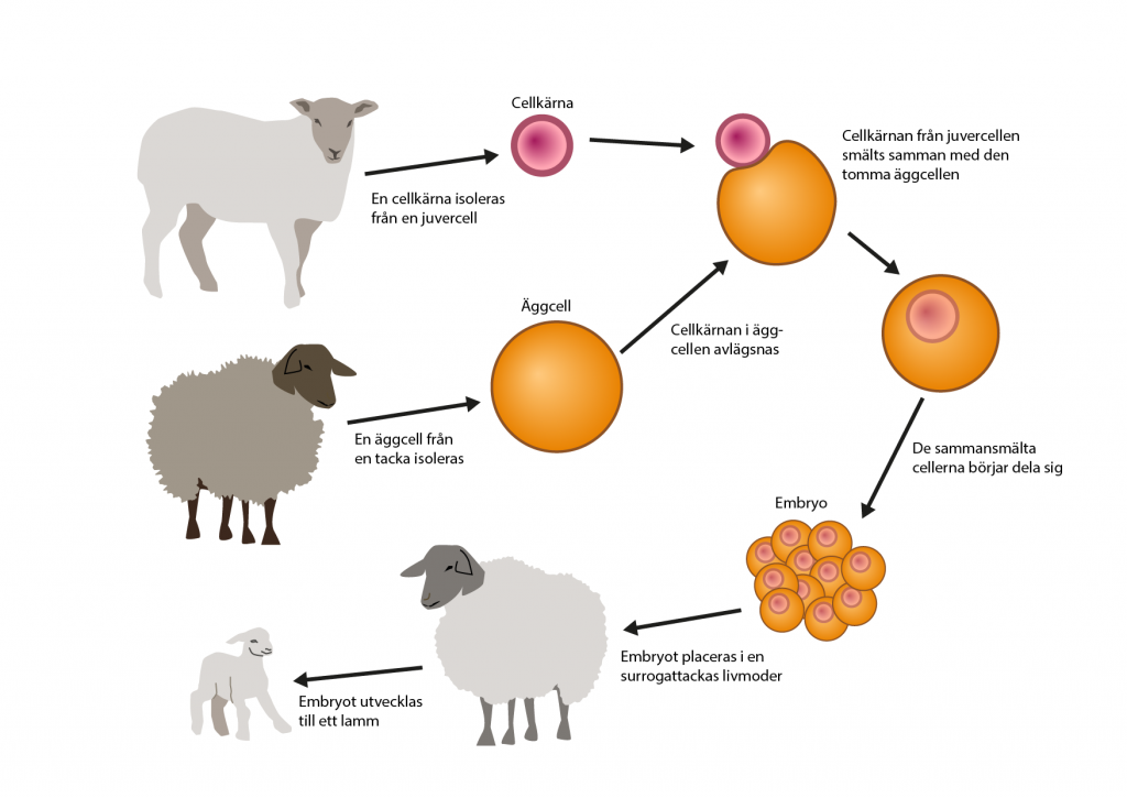Schematisk bild över hur det klonade fåret Dolly kom till. 