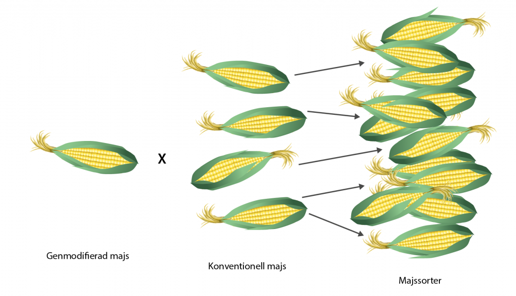 Illustration av hur den modifierade majsen korsas med konventionell majs för att få fram olika sorter. 