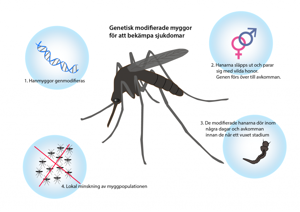 Genetiskt modifierade myggor används för att bekämpa sjukdomar som sprids av myggor. 