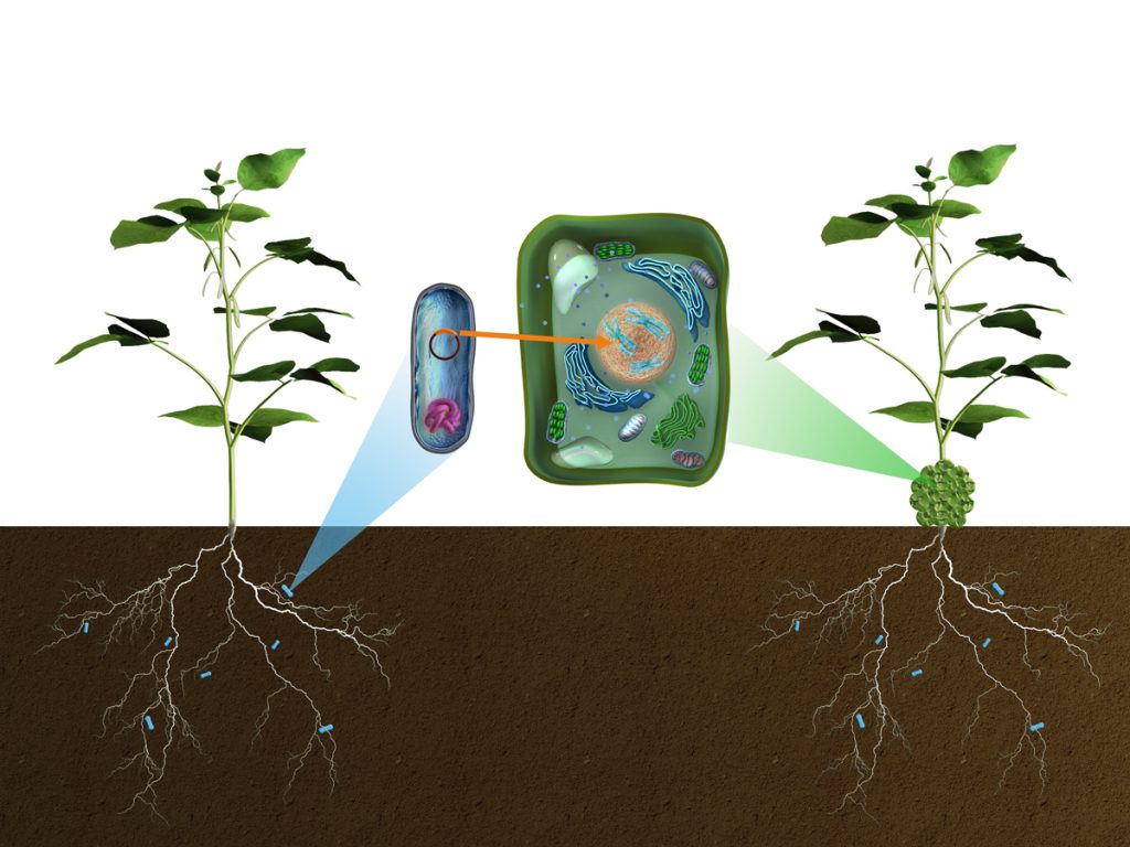 två plantor och en förstoring av jordbakterien Agrobacterium tumefasciens och en växtcell. Jordbakterien har som livsstrategi att modifiera växter genetiskt för att få näring. 