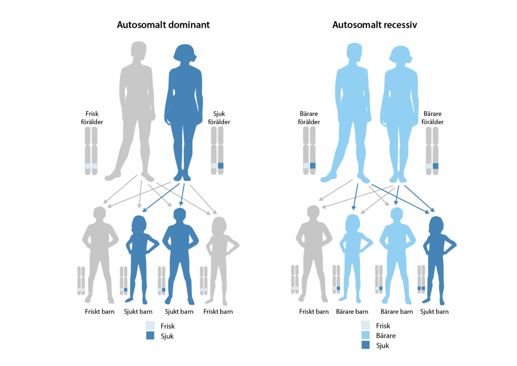 En illustration av hur en autosomal dominant och en autosomal recessiv sjukdom nedärvs. 