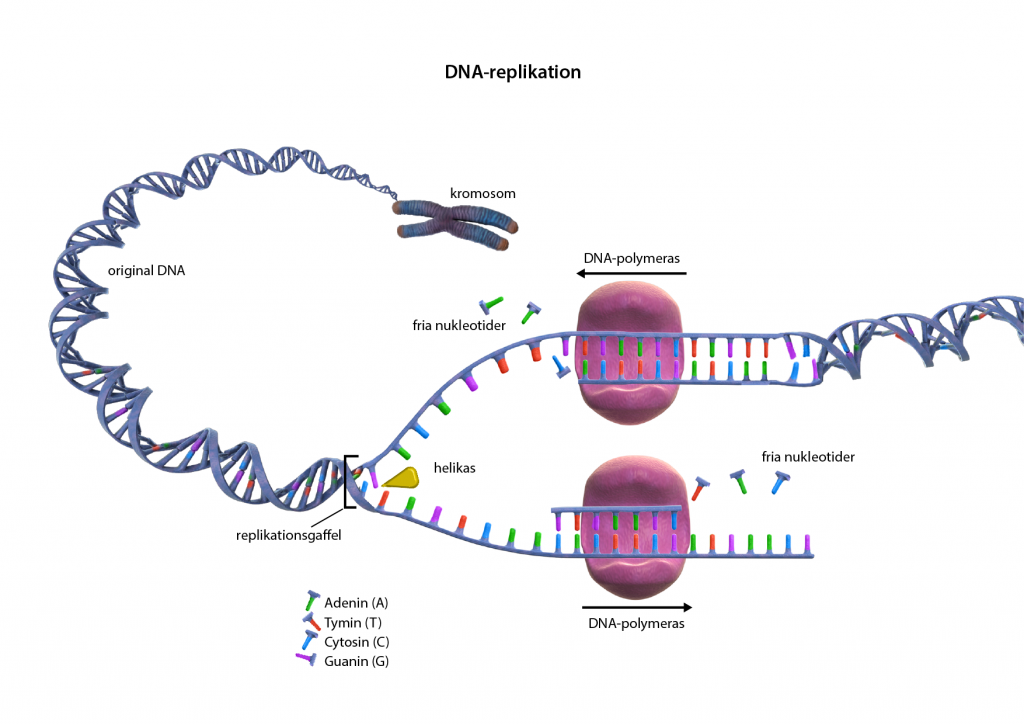  DNA-replikation 