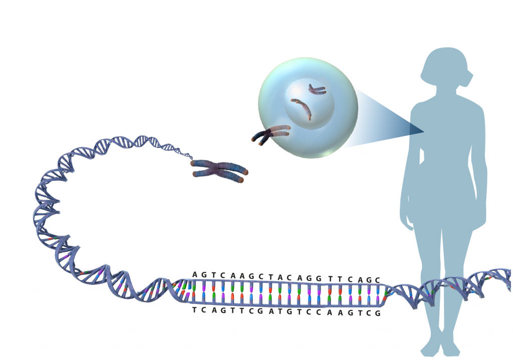 En DNA-sekvens som tvinnar ihop sig till en DNA-spiral som packas i kromosomer. 