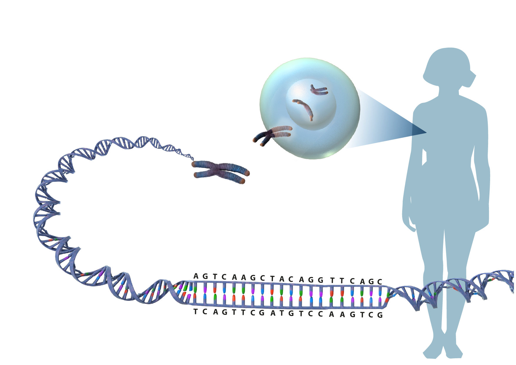 Illustration av en DNA-sekvens som tvinnas samman i en spiral, packas i kromsomer i en cell som härrör från en människa.