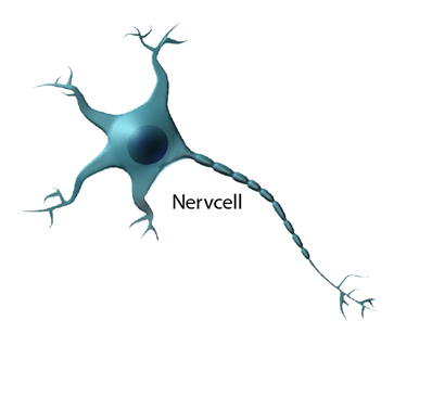 En nervcell