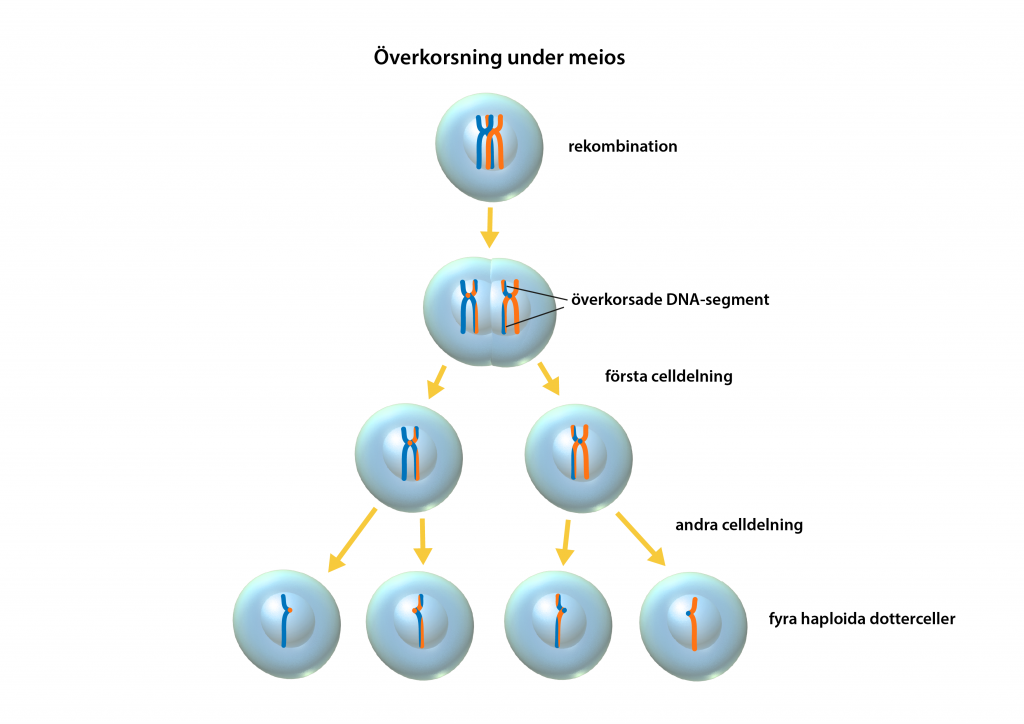 illustration av överkorsning under meios