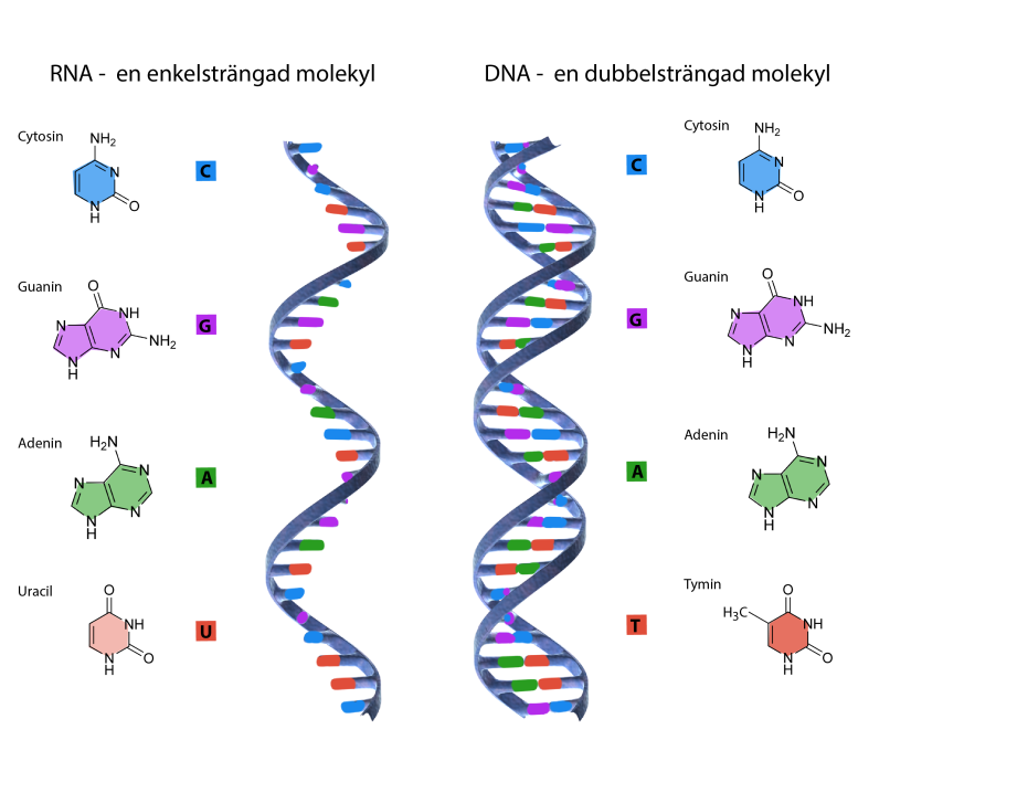 De kvävebaser som ingår i DNA och RNA. 
