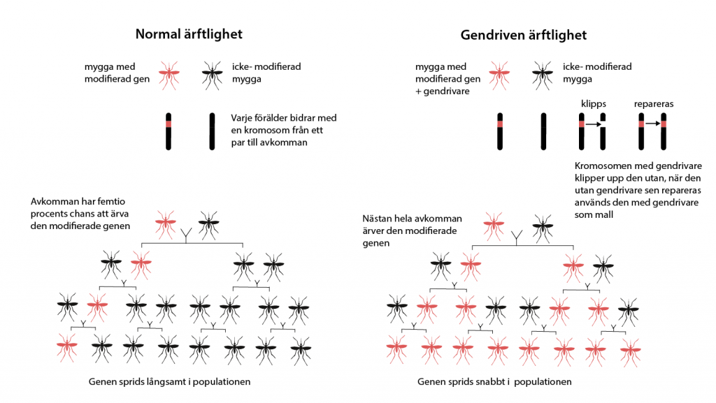 En gendrivare kan sprida en modifierad gen i en population av myggor.