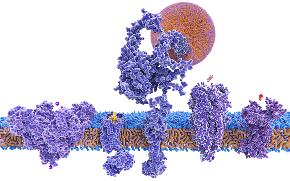 En receptor i ett cellmembran som fångar upp ett antingen.