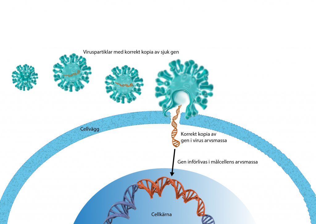 En virusvektor som transporterar in DNA till en cell