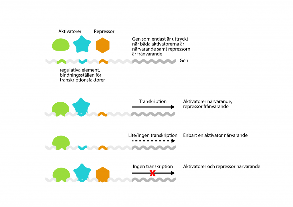 flera transkriptionsfaktorer som samverkar och påverkar genens aktivitet
