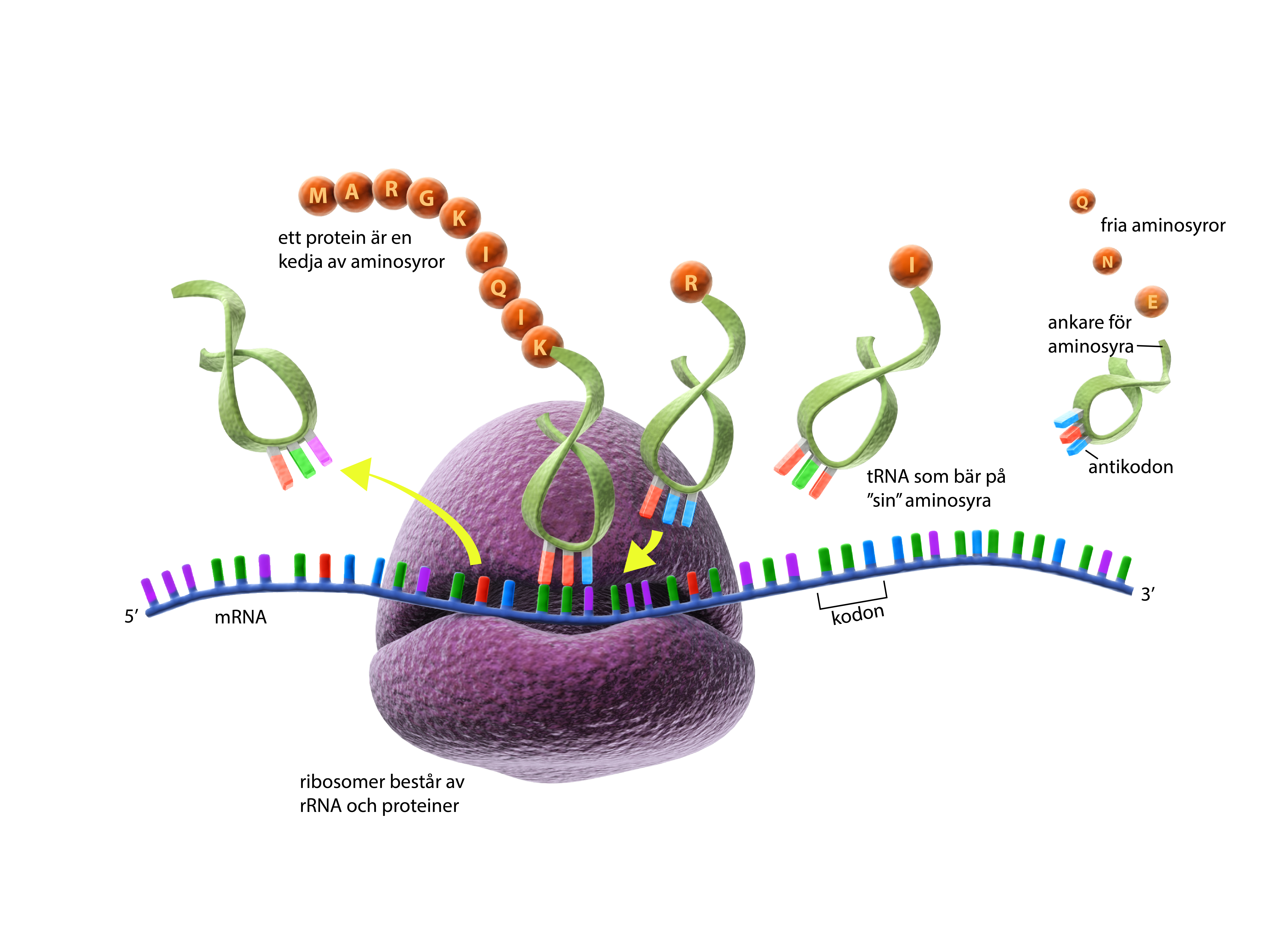 illustration av hur en ribosom tillverkar ett protein av aminosyror med instruktioner från ett mRNA
