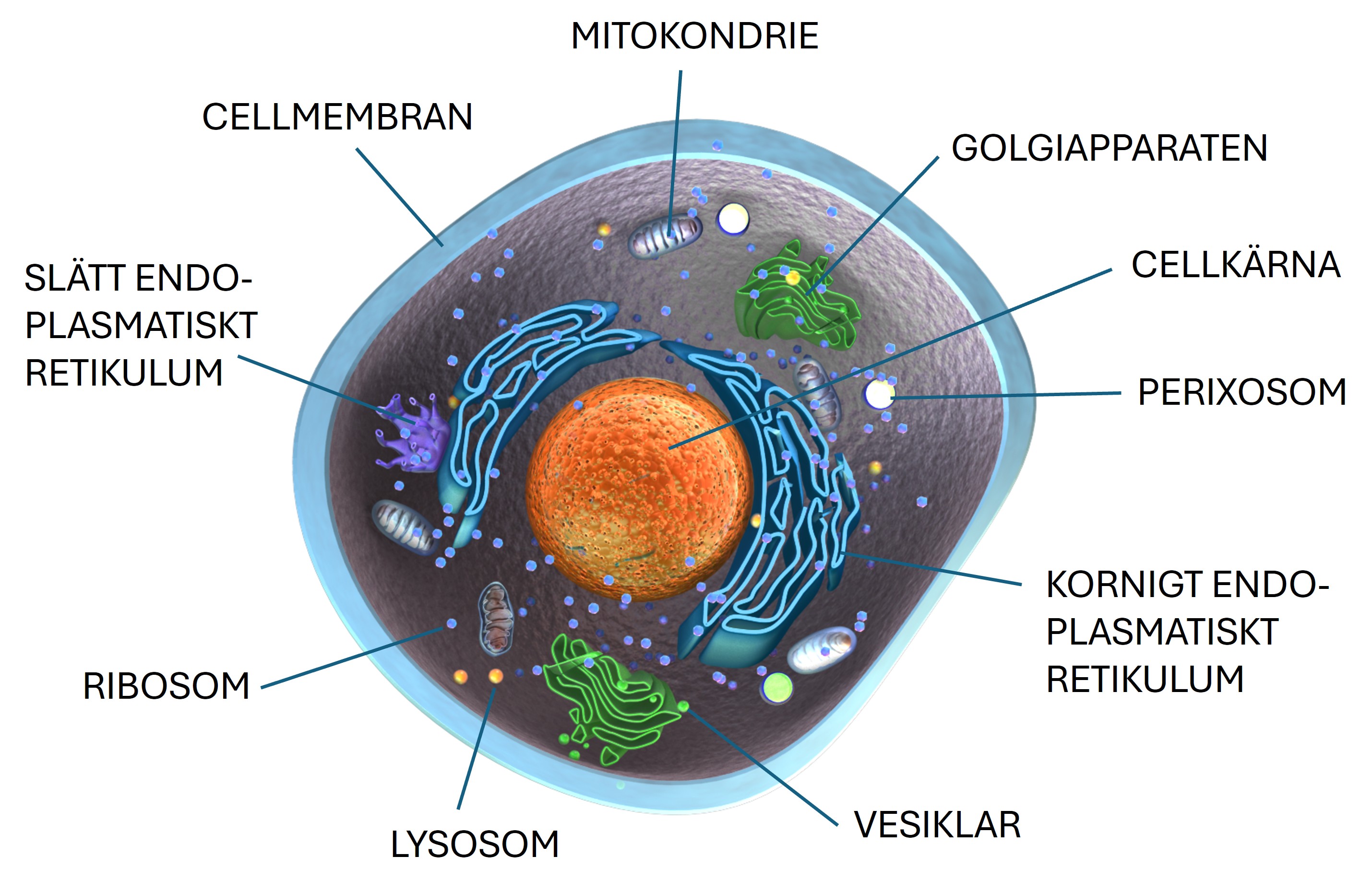 en djurcell i genomskärning med de olika organellerna utpekade