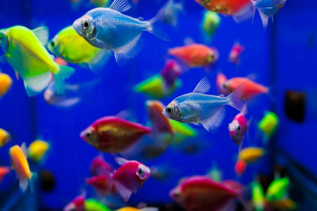 Självlysande Glofish i rosa, blått och grönt.