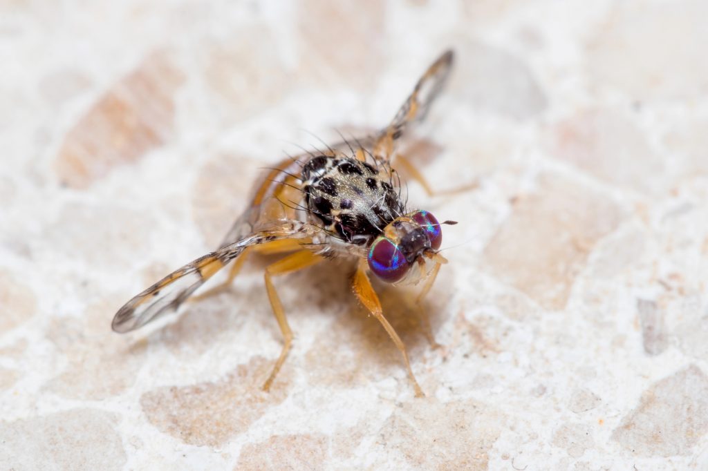 En borrfluga i närbild som sitter på ett stengolv.