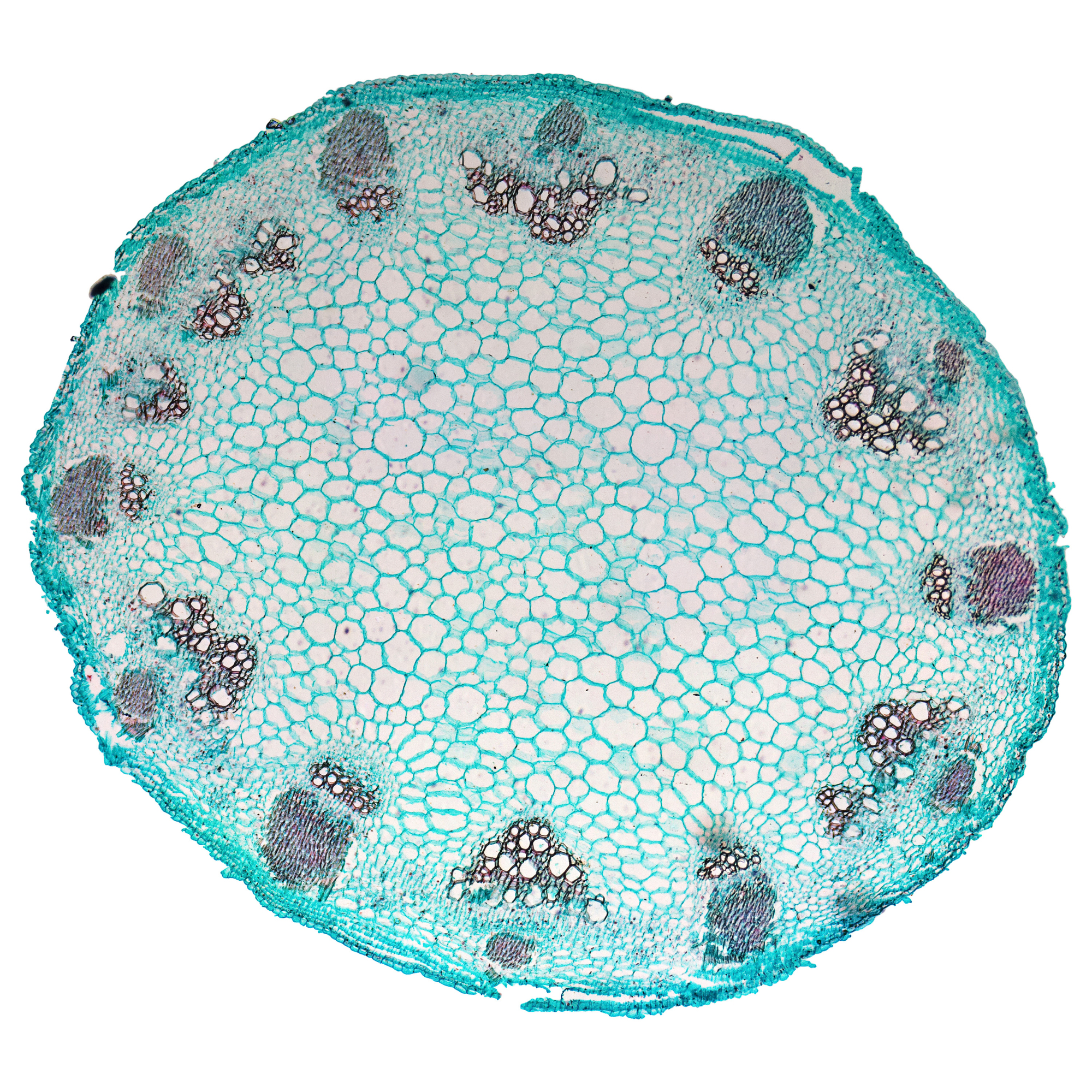 stammen av en solros i genomskärning sedd genom ett mikroskop