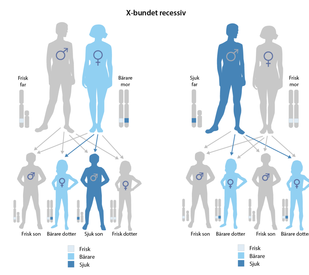En illustration av två olika utgångar för X-bunden nedärvning om mamman eller pappan är bärare. Illustration visar två föräldrapar med ett kromosompar som visar en genotyp vid sidan av varje förälder. Under varje föräldrapar finns fyra barn, där biologiskt kön visas med symboler. Bredvid barnen finns också ett kromosompar med angiven genotyp. I färger indikeras vilka som är sjuka, friska och friska bärare vid x-bunden nedärvning i ett fall när mamman är bärare och ett annat när pappan är bärare av en sjukdomsorsakande genotyp. 