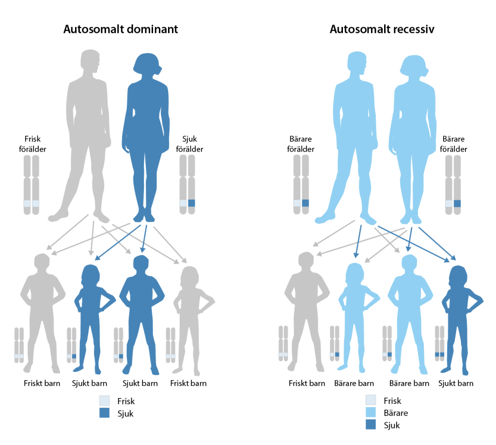 En illustration av de två olika mönstren för autosomal dominant och recessiv nedärvning. Illustrationen visar två föräldrapar med ett kromosompar med angiven genotyp vid sidan av varje förälder. Under varje föräldrapar finns fyra barn illustrerat också med ett tillhörande kromosompar och genotyp. I färger indikeras vilka som är sjuka, friska och friska bärare.  