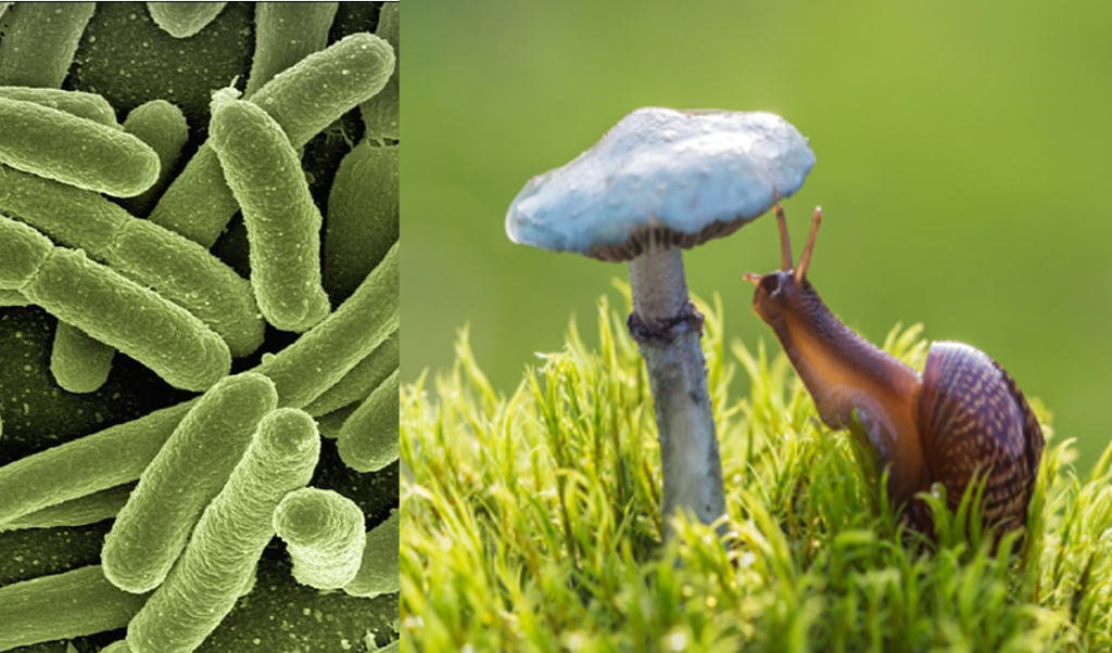 Bakterier i bilden till vänster och i högra bilden finns en snäcka som står i mossa under en svamp.
