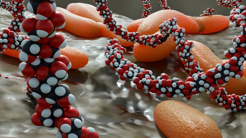 förstoring av bakterier av arten Komagataeibacter hansenii som utsöndrar kedjor av cellulosa