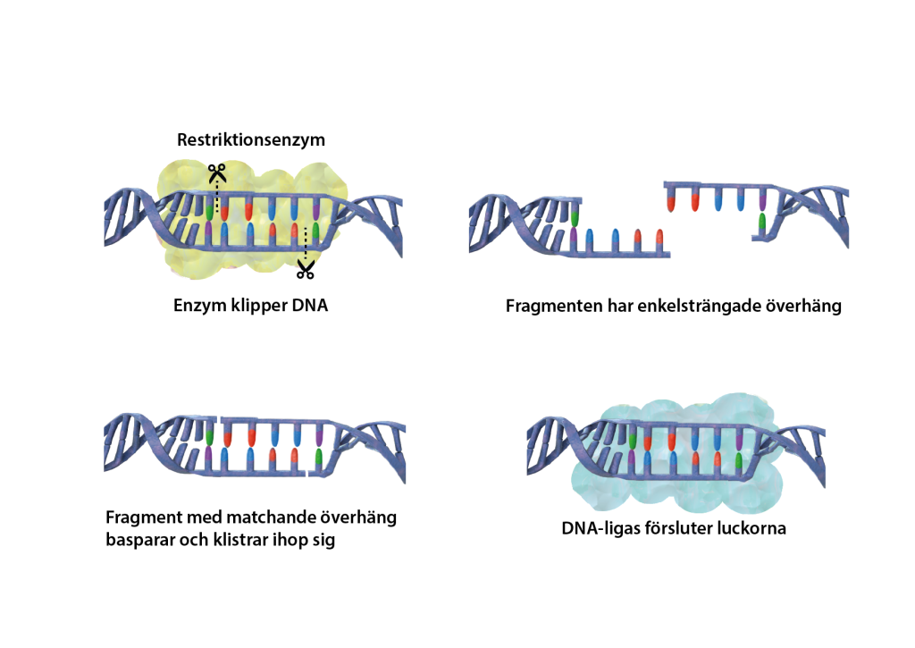 illustration av hur ett restiriktionsenzym klipper itu en DNA-spiral och hur ett DNA-ligas klistrat ihop den igen